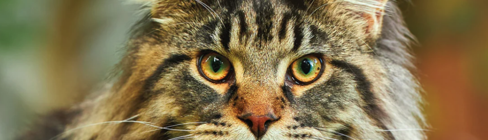 A Maine Coon Cat